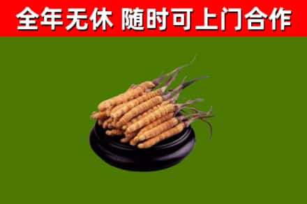 清水烟酒回收冬虫夏草.jpg