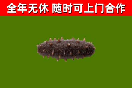 清水回收海参干